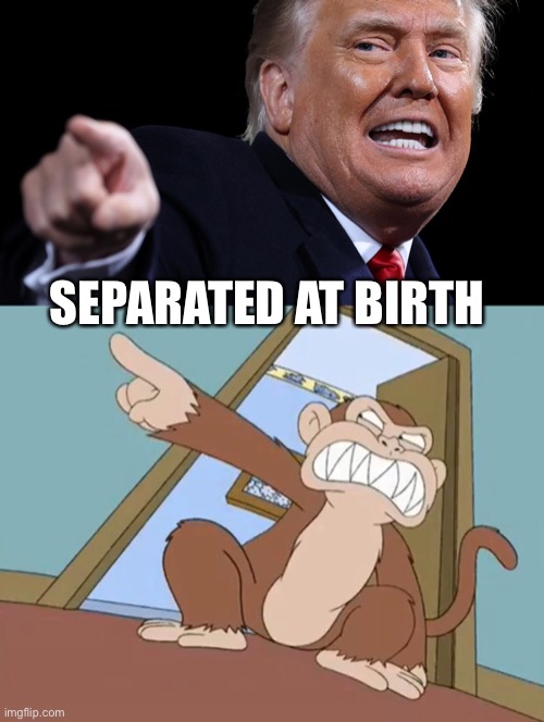 Trump Monkey | SEPARATED AT BIRTH | image tagged in donald trump | made w/ Imgflip meme maker