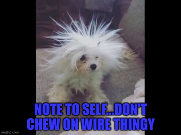 Just call me Einstein... | NOTE TO SELF...DON'T CHEW ON WIRE THINGY | image tagged in dogs,electric dog,animals | made w/ Imgflip meme maker