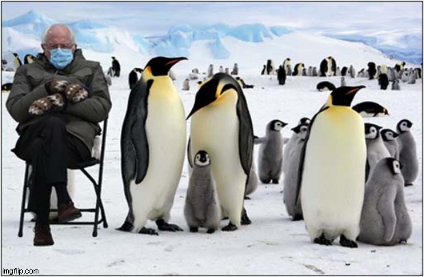 Bernie With Emperor Penguins | image tagged in bernie mittens,penguins | made w/ Imgflip meme maker