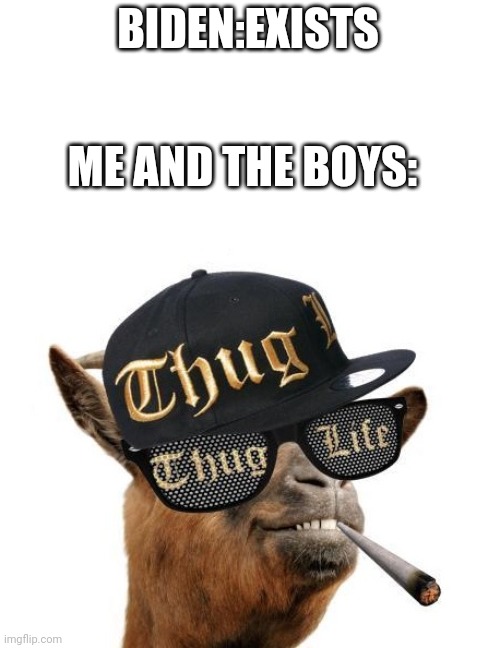 Not being political, this stream is moar popular | BIDEN:EXISTS; ME AND THE BOYS: | image tagged in thug life camel | made w/ Imgflip meme maker