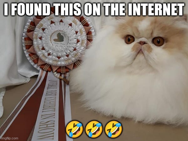 fluffy cat | I FOUND THIS ON THE INTERNET; 🤣🤣🤣 | image tagged in cat,fluffy | made w/ Imgflip meme maker