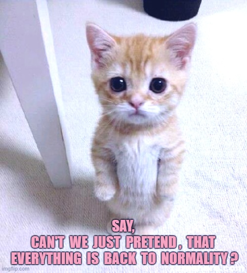 Just a thought that I had | SAY, 
CAN'T  WE  JUST  PRETEND ,  THAT 
EVERYTHING  IS  BACK  TO  NORMALITY ? | image tagged in cute cat,funny,sad,meme,reality,hope | made w/ Imgflip meme maker