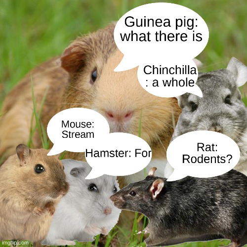 Theres a whole stream for rodents? | image tagged in announcement | made w/ Imgflip meme maker