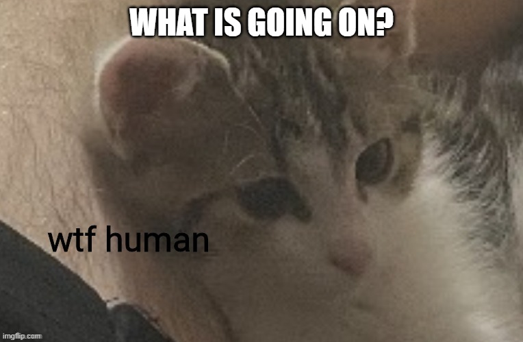 wtf human | WHAT IS GOING ON? | image tagged in wtf human | made w/ Imgflip meme maker