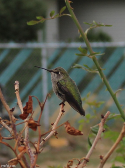 A Humming bird | made w/ Imgflip meme maker