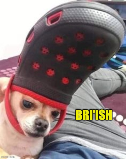 Sir Chihuahua | BRI'ISH | image tagged in british,dogs,memes,fun | made w/ Imgflip meme maker