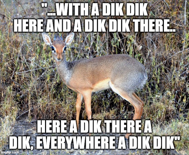 Old MacDonald's Farm | "...WITH A DIK DIK HERE AND A DIK DIK THERE.. HERE A DIK THERE A DIK, EVERYWHERE A DIK DIK" | image tagged in funny,funny memes,funny animals | made w/ Imgflip meme maker