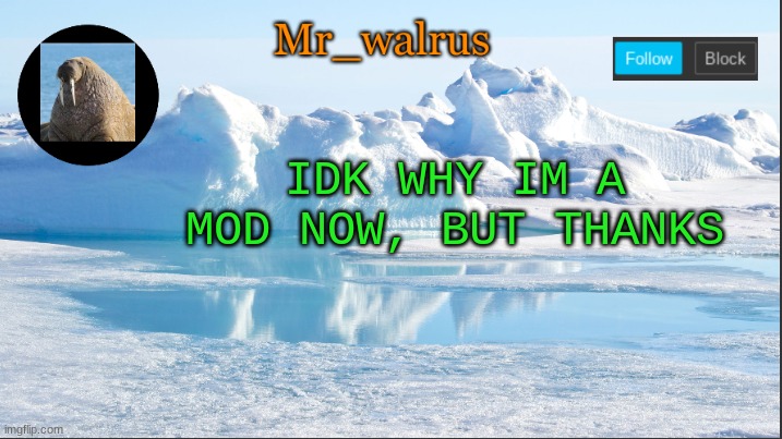Mr_walrus | IDK WHY IM A MOD NOW, BUT THANKS | image tagged in mr_walrus | made w/ Imgflip meme maker