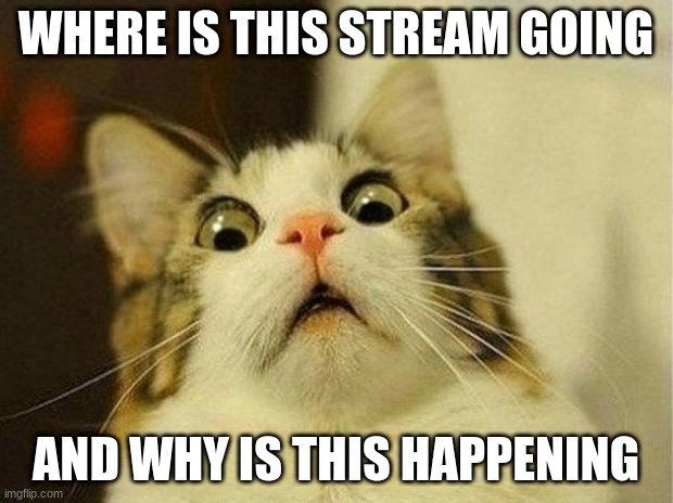 someone tell me the backstory | WHERE IS THIS STREAM GOING; AND WHY IS THIS HAPPENING | image tagged in memes,scared cat | made w/ Imgflip meme maker