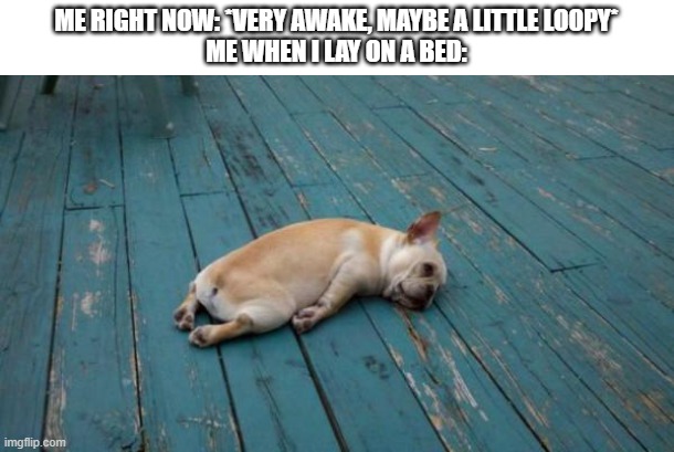 tired dog | ME RIGHT NOW: *VERY AWAKE, MAYBE A LITTLE LOOPY*
ME WHEN I LAY ON A BED: | image tagged in tired dog | made w/ Imgflip meme maker