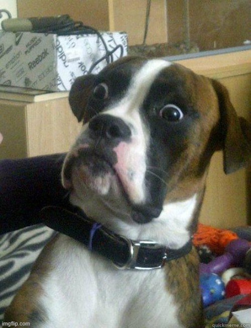 Dog Shocked | image tagged in dog shocked | made w/ Imgflip meme maker