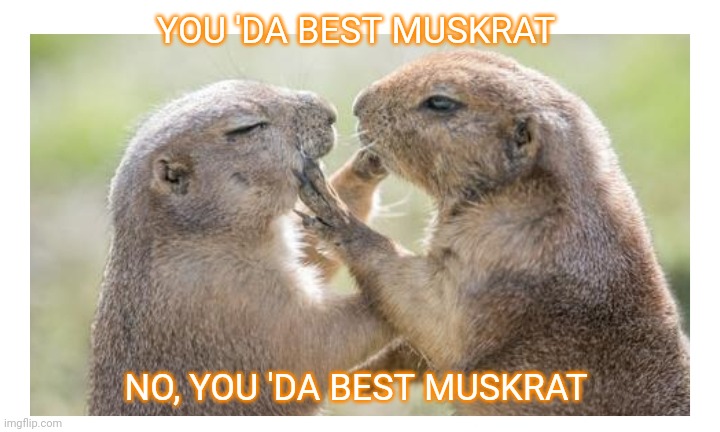 Muskrat love | YOU 'DA BEST MUSKRAT; NO, YOU 'DA BEST MUSKRAT | image tagged in cute animals | made w/ Imgflip meme maker