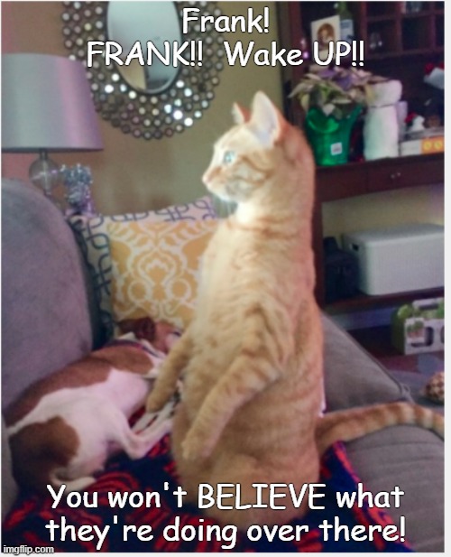 Frank wake up! | Frank! FRANK!!  Wake UP!! You won't BELIEVE what they're doing over there! | image tagged in cats | made w/ Imgflip meme maker