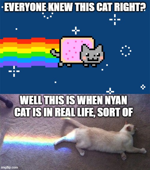 Nyan cat | EVERYONE KNEW THIS CAT RIGHT? WELL THIS IS WHEN NYAN CAT IS IN REAL LIFE, SORT OF | image tagged in nyan cat,real life,rainbow | made w/ Imgflip meme maker