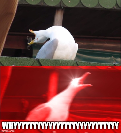Screaming bird | WHYYYYYYYYYYYYYYYYYYYYYYYYYYY | image tagged in screaming bird | made w/ Imgflip meme maker