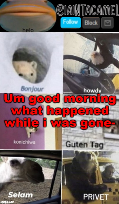 iaintacamel | Um good morning what happened while i was gone- | image tagged in iaintacamel | made w/ Imgflip meme maker