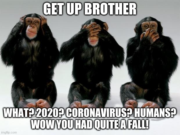 monkeys | GET UP BROTHER; WHAT? 2020? CORONAVIRUS? HUMANS?
WOW YOU HAD QUITE A FALL! | image tagged in monkeys | made w/ Imgflip meme maker