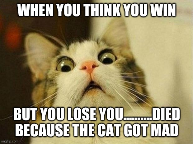 Scared Cat | WHEN YOU THINK YOU WIN; BUT YOU LOSE YOU..........DIED BECAUSE THE CAT GOT MAD | image tagged in memes,scared cat | made w/ Imgflip meme maker