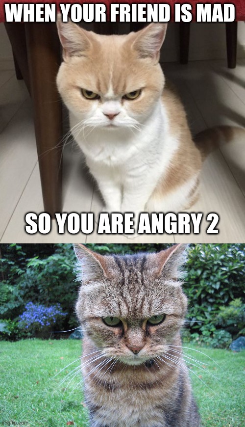WHEN YOUR FRIEND IS MAD; SO YOU ARE ANGRY 2 | image tagged in mad cat | made w/ Imgflip meme maker