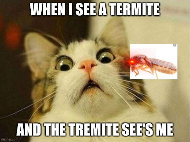 TERMITES ARE MORE DEADLY THAN M3 | WHEN I SEE A TERMITE; AND THE TREMITE SEE'S ME | image tagged in memes,scared cat | made w/ Imgflip meme maker