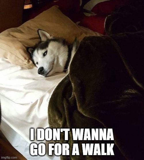 I DON'T WANNA GO FOR A WALK | image tagged in dogs,funny,pets,funny dogs,just walk away | made w/ Imgflip meme maker