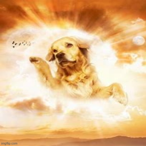 doggo | image tagged in dog,god,points | made w/ Imgflip meme maker