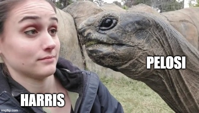 Soon...  Very soon, it be like | PELOSI; HARRIS | image tagged in biden,kamala harris,nancy pelosi,leftists,democrats,liberals | made w/ Imgflip meme maker