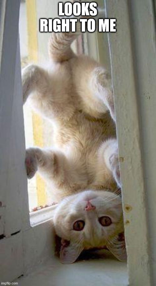 upside down cat | LOOKS RIGHT TO ME | image tagged in upside down cat | made w/ Imgflip meme maker