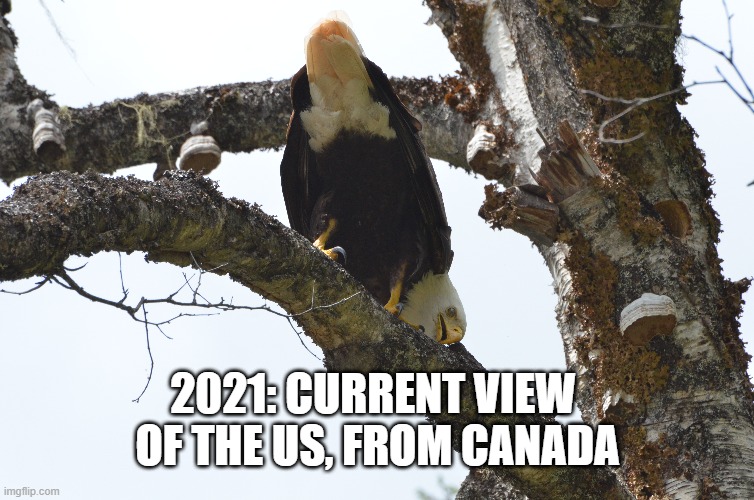 The View from Here | 2021: CURRENT VIEW 
OF THE US, FROM CANADA | image tagged in funny,funny animals | made w/ Imgflip meme maker