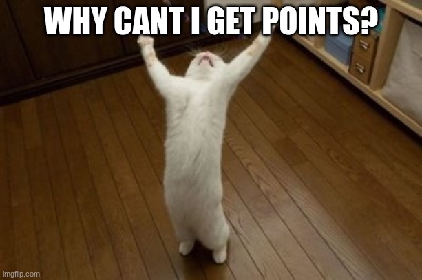 Why Why Why Funny Cat | WHY CANT I GET POINTS? | image tagged in why why why funny cat | made w/ Imgflip meme maker