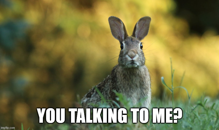 Cute Bunny | YOU TALKING TO ME? | image tagged in cute bunny | made w/ Imgflip meme maker