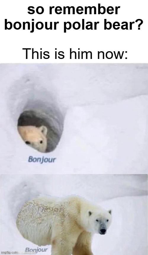 I sure do. | so remember bonjour polar bear? This is him now: | image tagged in bonjour | made w/ Imgflip meme maker