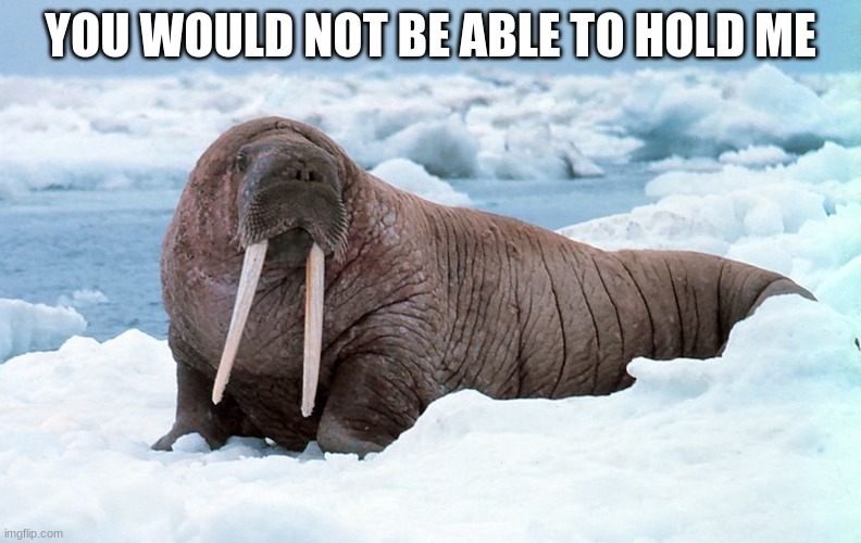 don't try | YOU WOULD NOT BE ABLE TO HOLD ME | image tagged in funny | made w/ Imgflip meme maker
