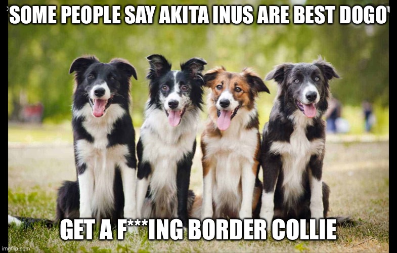 Best dogo | SOME PEOPLE SAY AKITA INUS ARE BEST DOGO; GET A F***ING BORDER COLLIE | image tagged in google | made w/ Imgflip meme maker