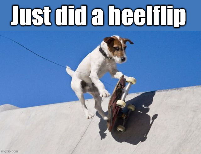 Just did a heelflip | image tagged in dogs | made w/ Imgflip meme maker