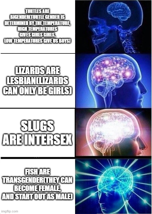 Animals are LGBTQ too | TURTLES ARE BIGENDER(TURTLE GENDER IS DETERMINED BY THE TEMPERATURE, HIGH TEMPERATURES GIVES GIRLS GIRLS, LOW TEMPERATURES GIVE US BOYS); LIZARDS ARE LESBIAN(LIZARDS CAN ONLY BE GIRLS); SLUGS ARE INTERSEX; FISH ARE TRANSGENDER(THEY CAN BECOME FEMALE, AND START OUT AS MALE) | image tagged in memes,expanding brain | made w/ Imgflip meme maker