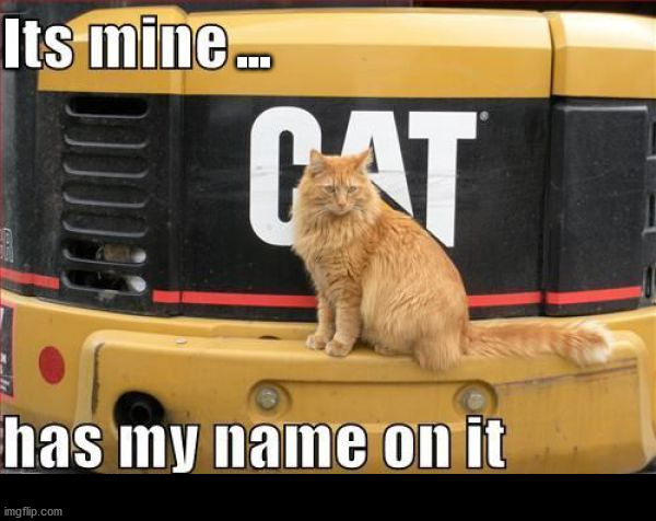 I                    ... | image tagged in cats | made w/ Imgflip meme maker