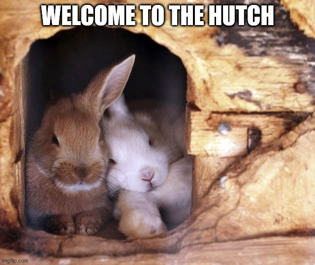 WELCOME TO THE HUTCH | image tagged in bunnies | made w/ Imgflip meme maker