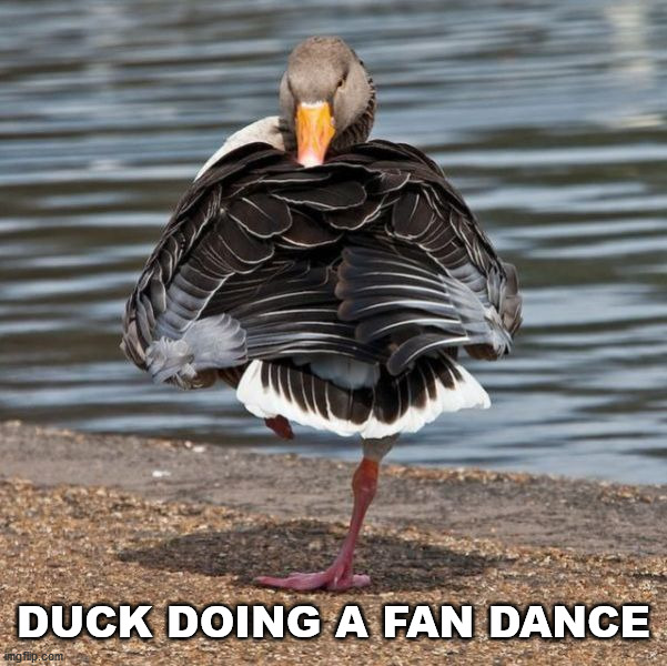 DUCK DOING A FAN DANCE | image tagged in duck | made w/ Imgflip meme maker