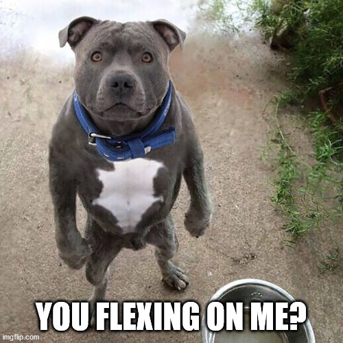 BAD DOG | YOU FLEXING ON ME? | image tagged in bad dog | made w/ Imgflip meme maker
