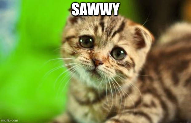 Sorry Cat | SAWWY | image tagged in sorry cat | made w/ Imgflip meme maker