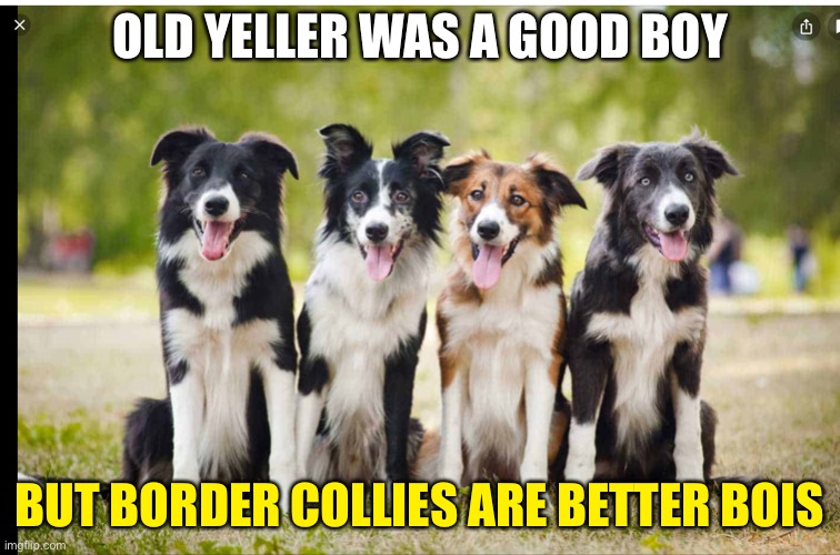 Old yeller | OLD YELLER WAS A GOOD BOY; BUT BORDER COLLIES ARE BETTER BOIS | image tagged in dogs | made w/ Imgflip meme maker