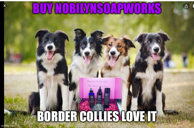 NobiLynsoapworks | BUY NOBILYNSOAPWORKS; BORDER COLLIES LOVE IT | image tagged in dogs,soap | made w/ Imgflip meme maker