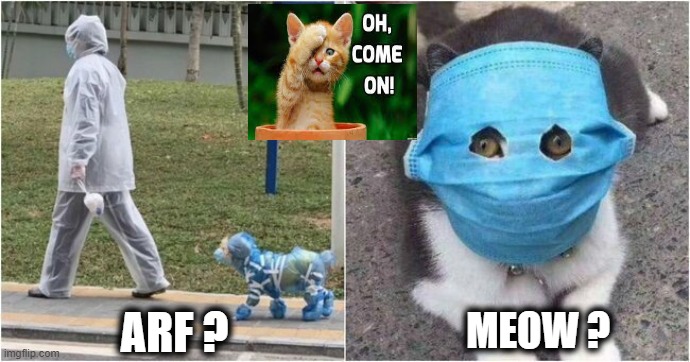 Confused Pets | ARF ? MEOW ? | image tagged in fun,funny,wtf,new normal,pets | made w/ Imgflip meme maker