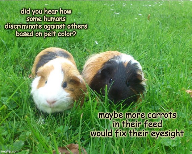 we could learn a lot from the fuzzballs | did you hear how some humans discriminate against others based on pelt color? maybe more carrots in their feed would fix their eyesight | image tagged in curious guinea pigs | made w/ Imgflip meme maker