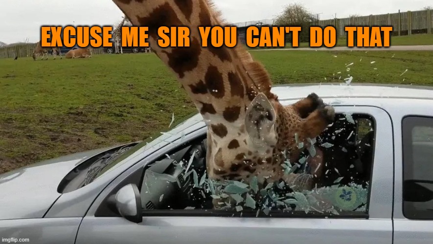Giraffe head bash | EXCUSE  ME  SIR  YOU  CAN'T  DO  THAT | image tagged in giraffe head bash | made w/ Imgflip meme maker