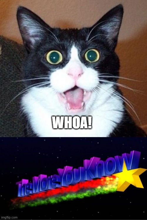 WHOA! | image tagged in surprised cat lol,the more you know | made w/ Imgflip meme maker