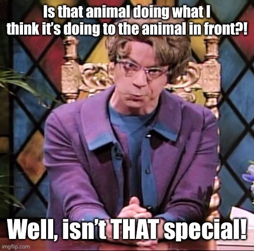The Church Lady | Is that animal doing what I think it’s doing to the animal in front?! Well, isn’t THAT special! | image tagged in the church lady | made w/ Imgflip meme maker