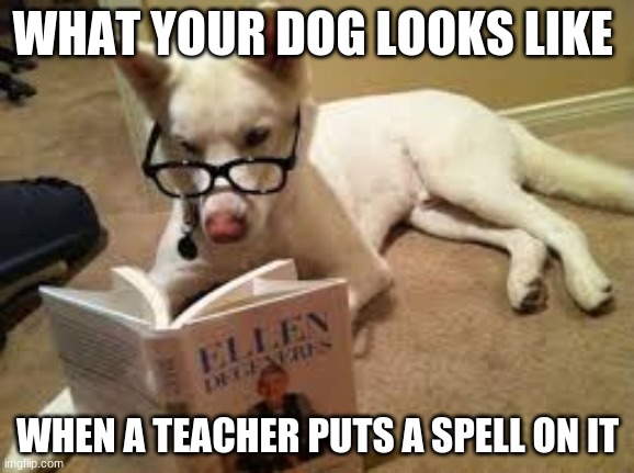 teacher spell | WHAT YOUR DOG LOOKS LIKE; WHEN A TEACHER PUTS A SPELL ON IT | image tagged in dog,teachers | made w/ Imgflip meme maker