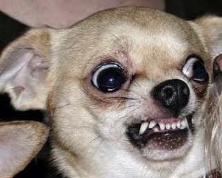 High Quality Funny Angry Chihuahua Blank Meme Template